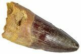 Fossil Spinosaurus Tooth - Robust Tooth #346312-1